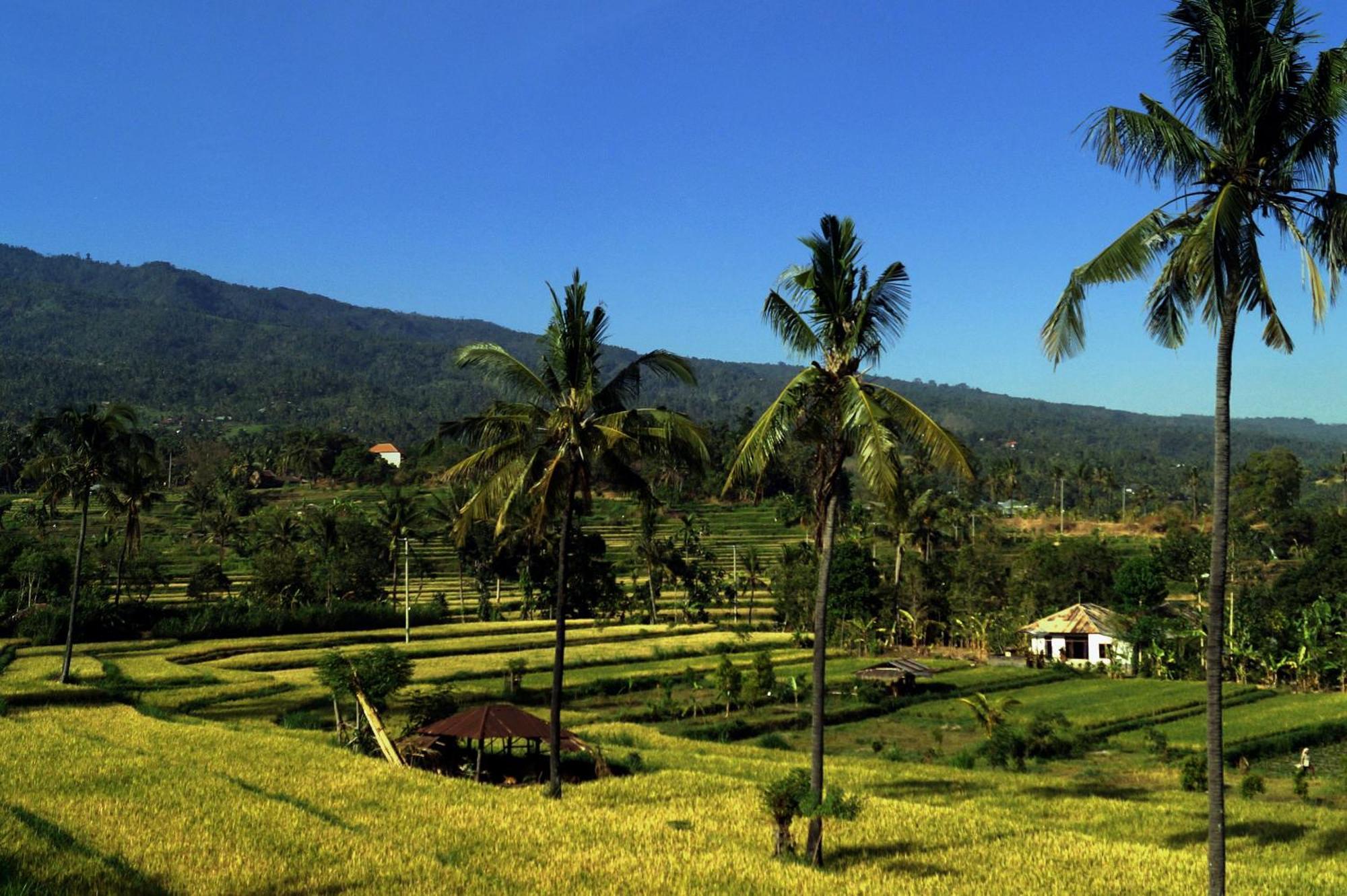 Lafyu Bali Hotel ซีงาราจา ภายนอก รูปภาพ