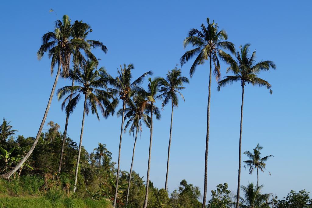Lafyu Bali Hotel ซีงาราจา ภายนอก รูปภาพ